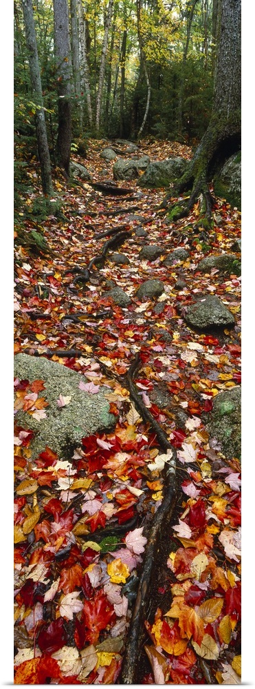 Path in Fall Foliage NH