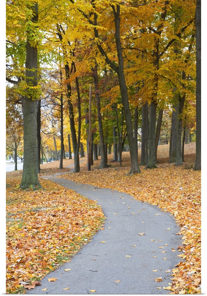 A large vertical piece of a path winding through trees during the autumn with leaves covering the ground beside it.