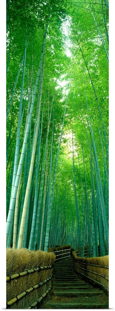 Vertical photograph of steps in a landscaped bamboo garden.