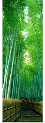 Path Through Bamboo Forest Kyoto Japan