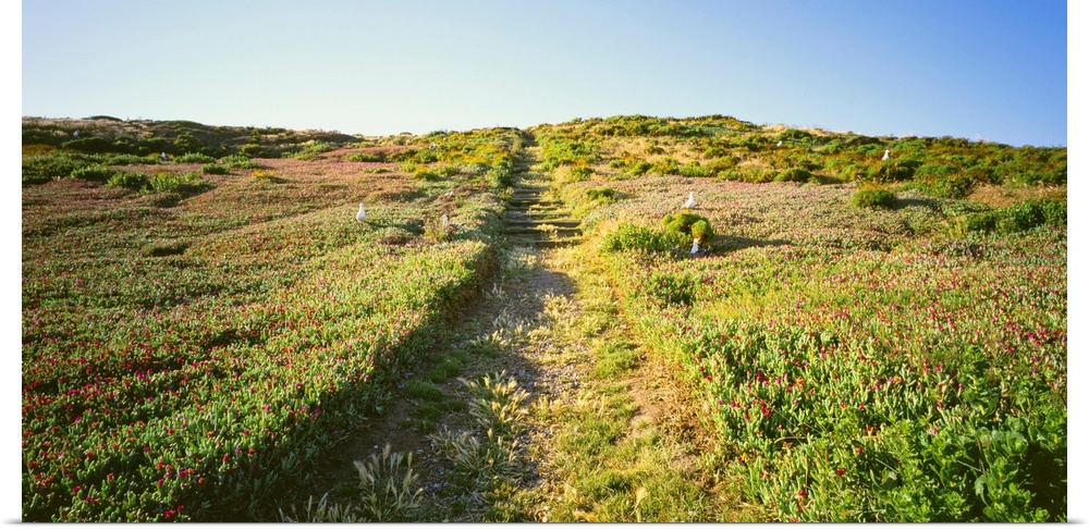 Pathway in a field, Anacapa Island, Channel Islands National Park, Santa Barbara County, California, USA