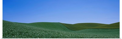 Pea field on a rolling landscape, Whitman County, Washington State