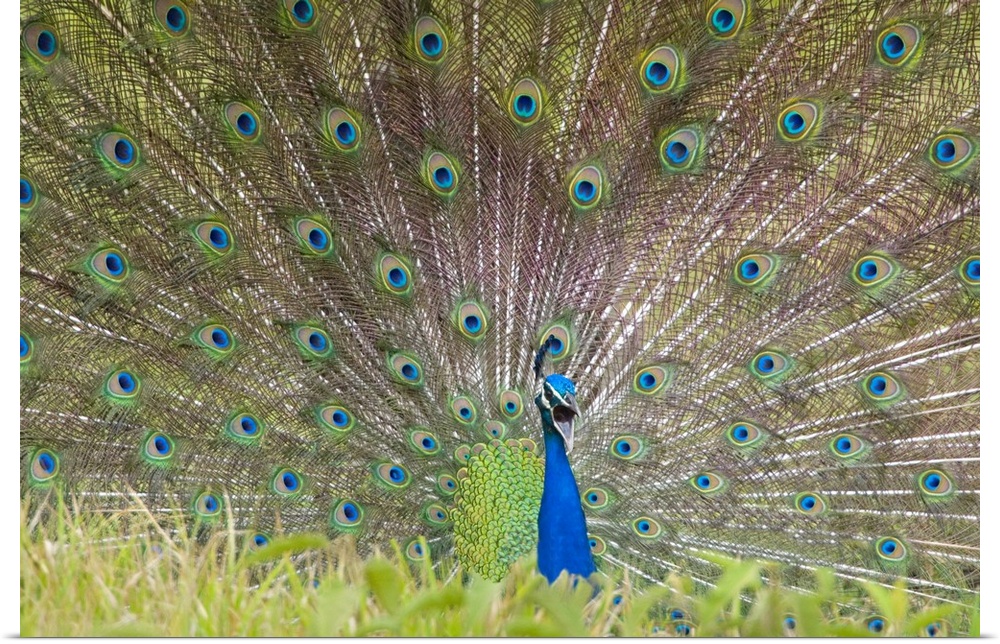Large, landscape photograph of a vibrant peacock spreading its tail, beyond tall grasses in the foreground.