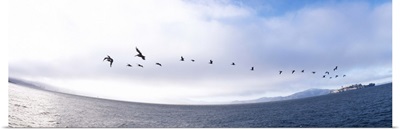 Pelicans flying over the sea, Alcatraz, San Francisco, California