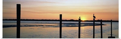 Pelicans perching on a pilings, Daytona Beach, Volusia County, Florida,