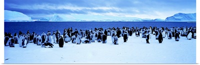 Penguins Cape Darnley Antarctica