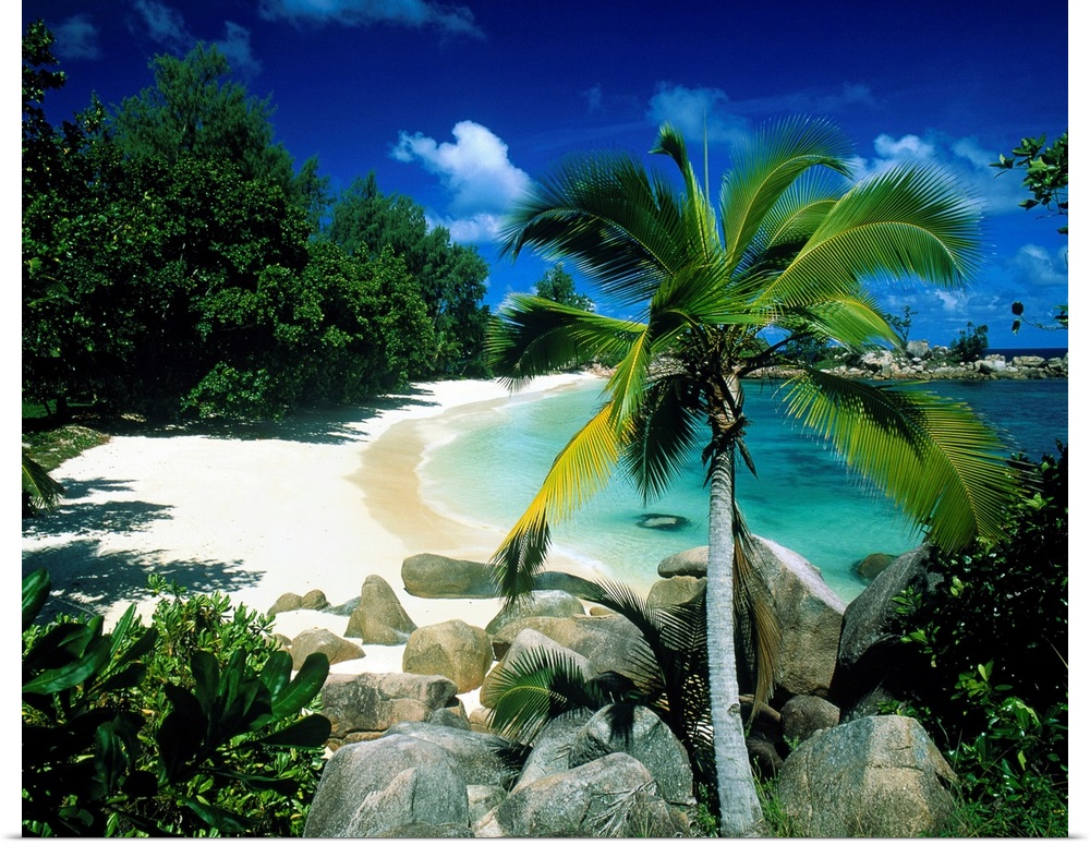 Big canvas art of a beautiful white sand beach with a palm tree, foliage and crystal blue water.