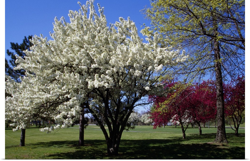 Pin cherry tree (Prunus pennsylvanica) blooming, New York