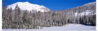 Pine trees in a national park, Lassen Volcanic National Park, California,