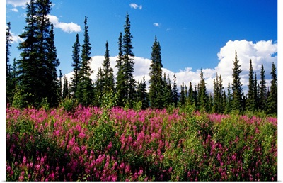 Pink fireweed flowers blooming in forest clearing, Alaska