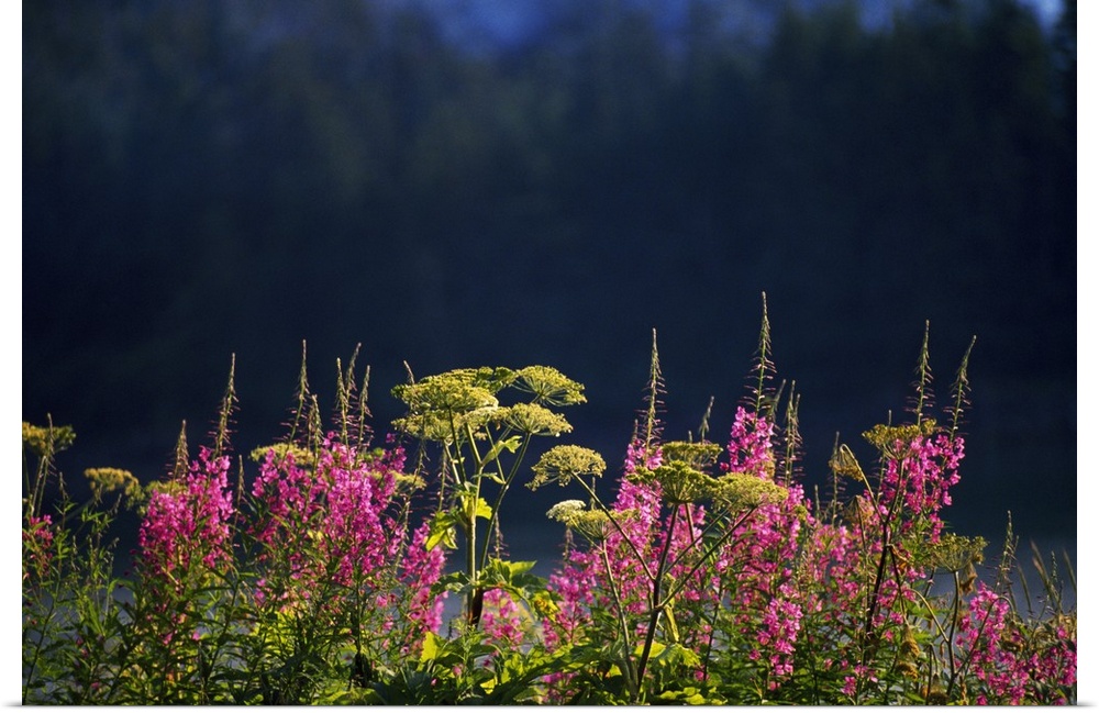 Pink fireweed wildflowers (Epilobium angustifolium) in bloom, selective focus, Alaska