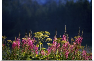 Pink fireweed wildflowers (Epilobium angustifolium) in bloom, selective focus, Alaska