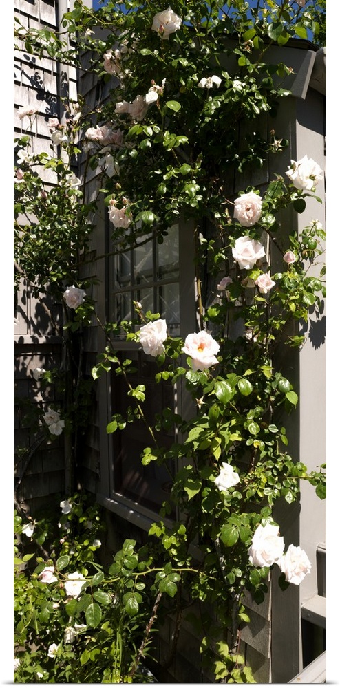 Pink roses growing on the side of a house, Siasconset, Nantucket, Massachusetts