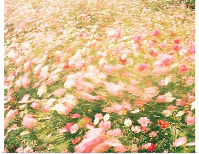 Pink wildflower meadow in breeze