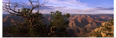 Pinyon Pine on rim trail, South Rim, Grand Canyon National Park, Arizona