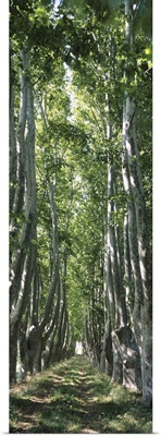 Plane trees in a forest, Provence, Provence-Alpes-Cote d'Azur, France