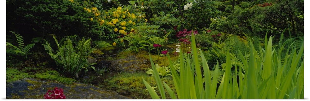 Plants and flowers in a garden, Japanese Garden, Seattle, Washington State