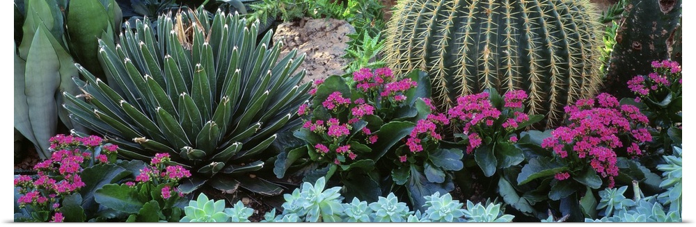 Panoramic photograph taken of different types of cactus plants and flowers.