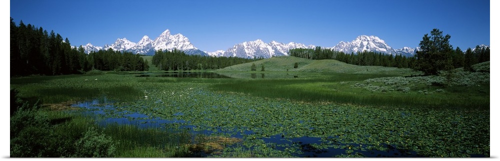 Plants in a marsh with mountains in the background, Grand Teton National Park, Wyoming