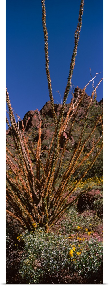 Plants on a landscape Organ Pipe Cactus National Monument Arizona