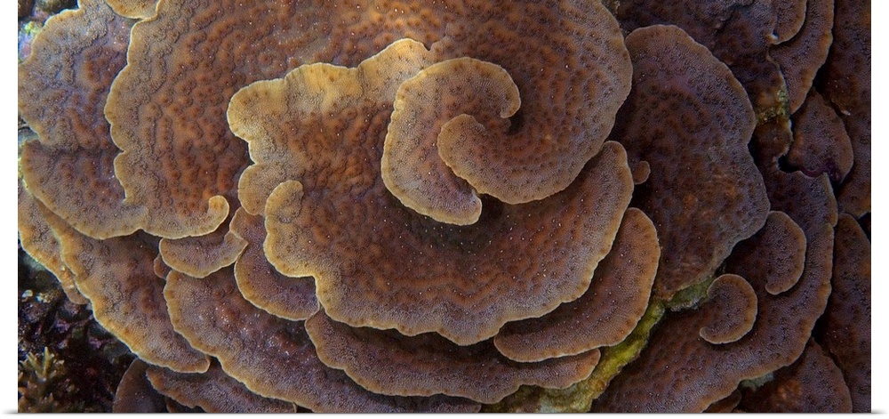 Up-close photograph of spiraling reef.