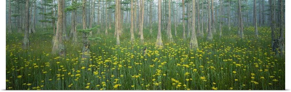Pond, Cypress Trees, Tall Milkwort Plants, Flowers, Antioch Church Bay, North Carolina