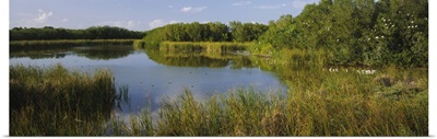 Pond in a forest, Eco Pond, Flamingo CampGround, Everglades National Park, Florida
