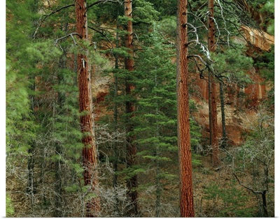Ponderosa pine trees in Oak Creek Canyon, Coconino National Forest, Arizona