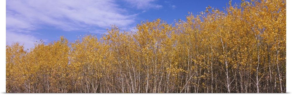 Poplar trees in a forest, Minnesota