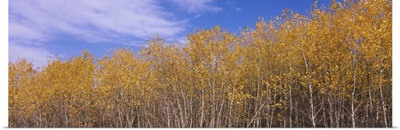 Poplar trees in a forest, Minnesota