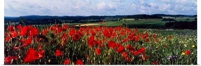 Poppies Growing In A Field, Rinzenberg, Rhineland-Palatinate, Germany
