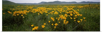 Poppies in a field, Carrizo Plain, San Luis Obispo County, California