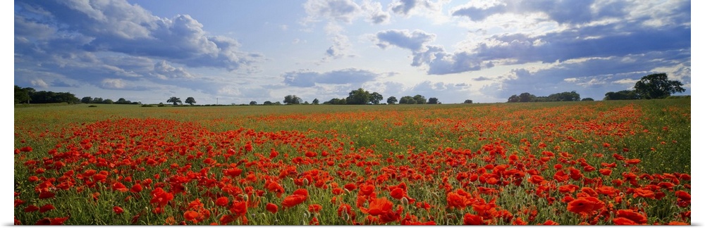 A meadow full of bright red poppies under a cloudy sky in England.