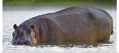 Portrait of a Hippopotamus (Hippoptamus Amphibious) in water, Lake Naivasha, Kenya