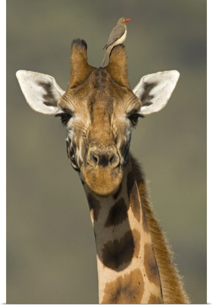 Portrait of a Rothchilds Giraffe (Giraffa Camelopardalis Rothschildi) with a Red-Blled Opecker (Buphagus Eythrorhynchus) o...