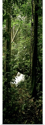President Figueiredo Rain Forest Amazon Brazil