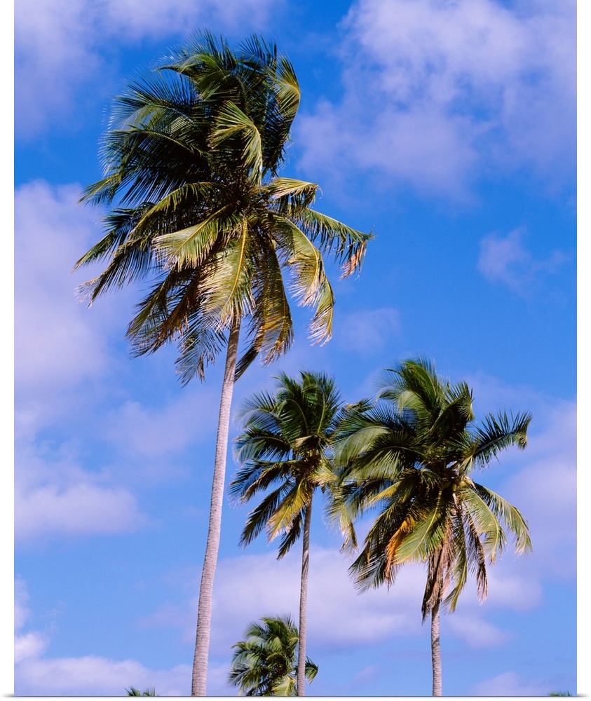 Puerto Rico, Vieques Island, Sun Bay Beach, Low angle view of palm trees on a beach