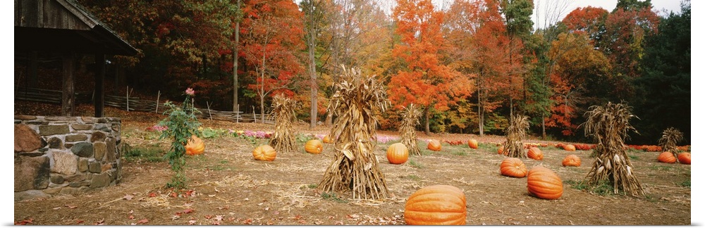 Pumpkins on a field, Connecticut