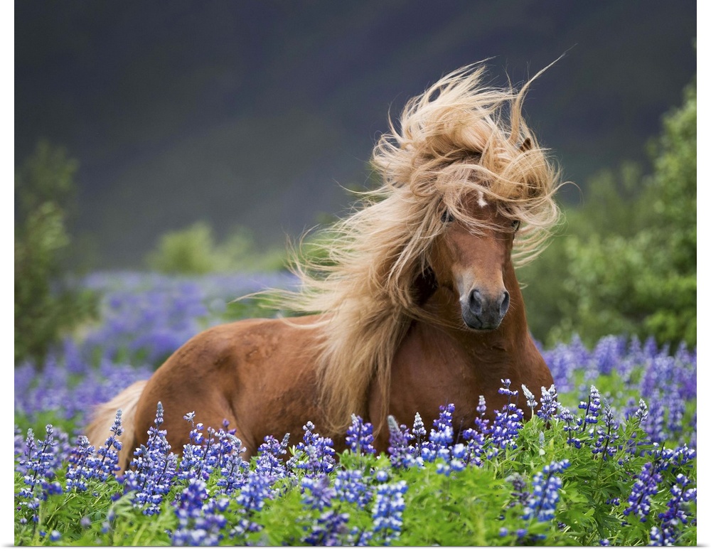 Horse running by lupines. Purebred Icelandic horse in the summertime with blooming lupines, Iceland