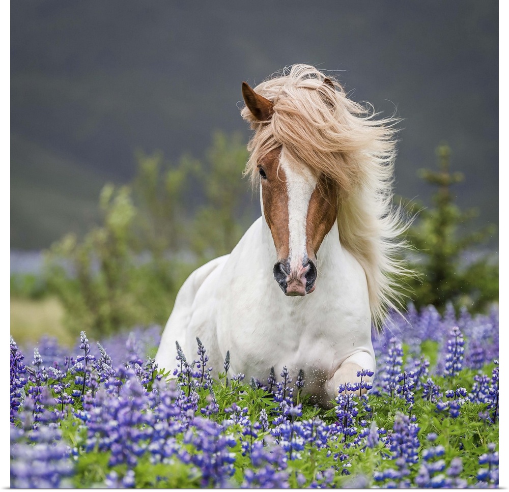 Horse running by lupines. Purebred Icelandic horse in the summertime with blooming lupines, Iceland
