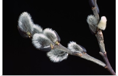 Pussy willow buds, close up, New York