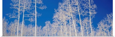 Quaking Aspen Trees in Winter UT