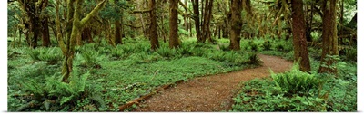 Quinalt Rain Forest Olympic National Park WA