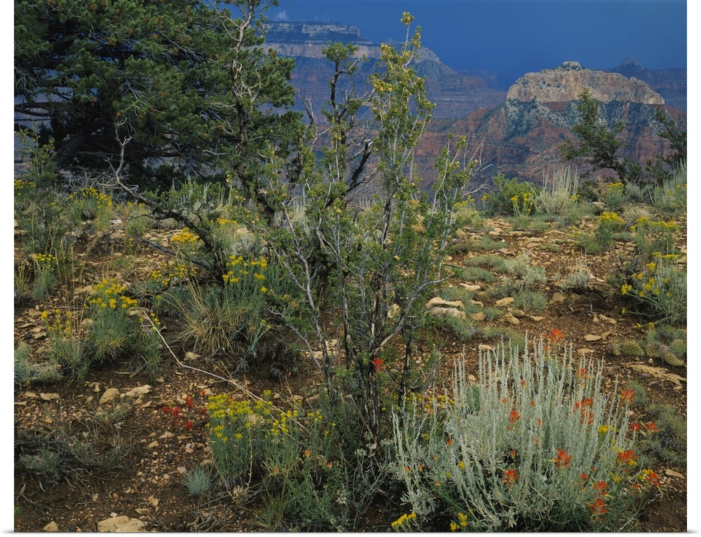 Rabbit brush plants on a landscape, Grand Canyon National Park, Coconino County, Arizona