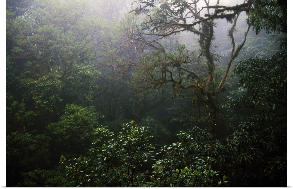 Rain forest in mist, Costa Rica.