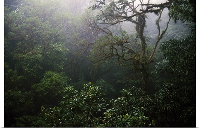 Rain forest in mist, Costa Rica.