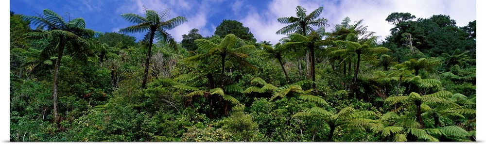 Thick foliage in the rain forest is pictured in wide angle view.