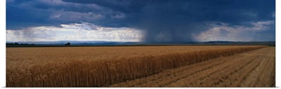Rain on Wheat Fields CO