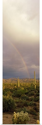 Rainbow Sonoron Desert Phoenix AZ