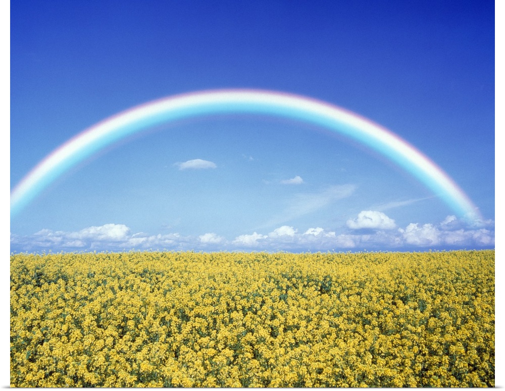 Giant landscape photograph of a bright rainbow on the horizon, against a blue sky.  A field of golden flowers beneath, in ...